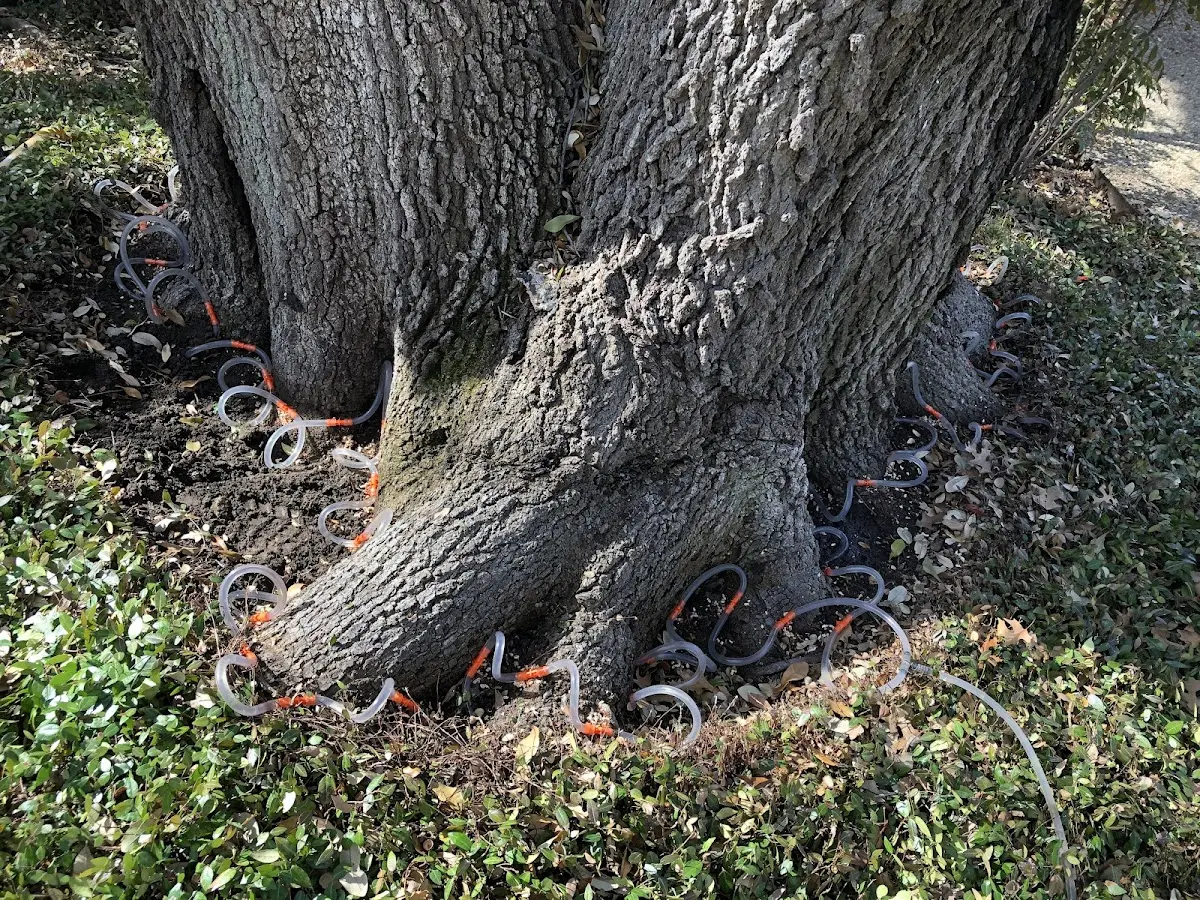 Detailed Tree Cabling and Bracing job site in Needmore