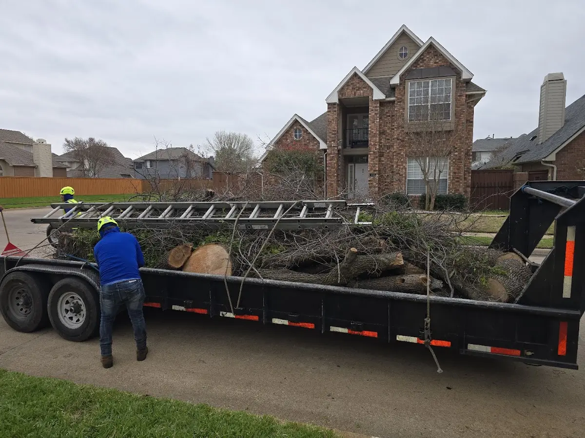 Expert Deadwooding with proper safety equipment in Needmore